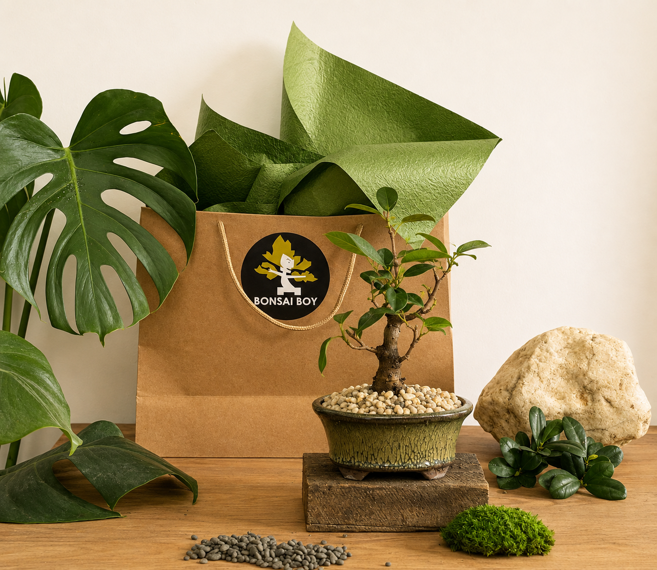 Bonsai - Port Jackson Fig - Winston - 23cm
