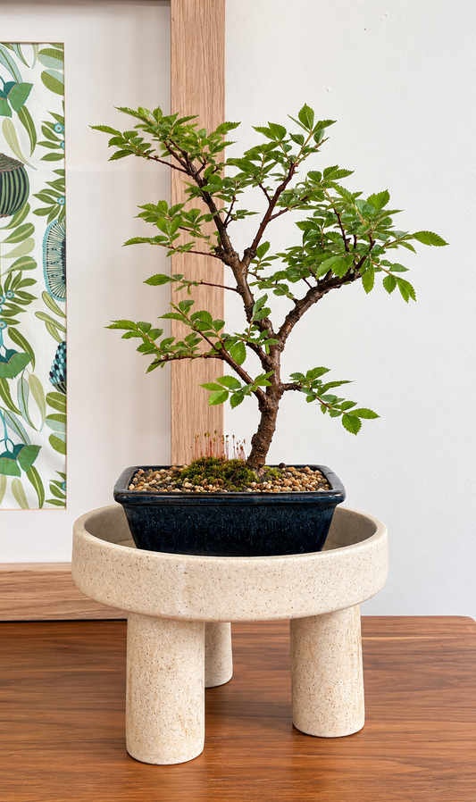 Bonsai - Chinese Elm - Cleo - 24cm