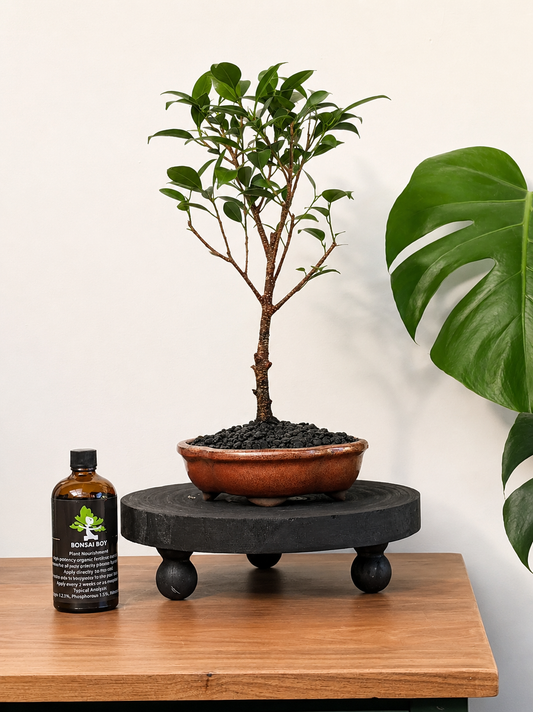 Bonsai - Port Jackson Fig - Pierce - 29cm