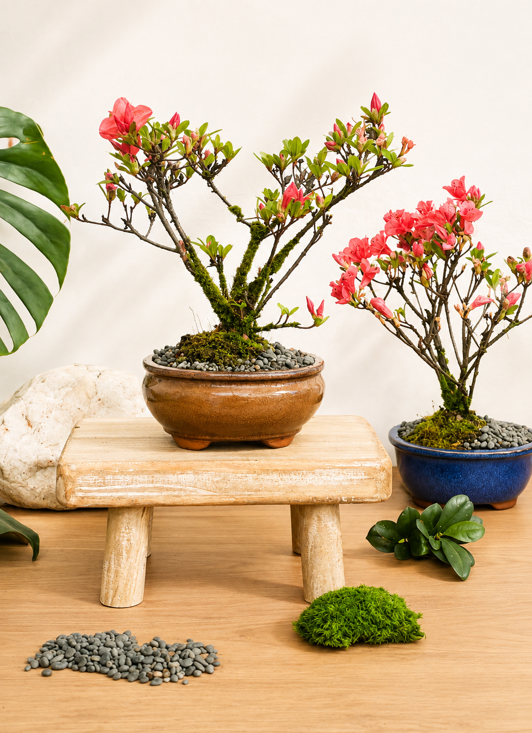 Bonsai - Azalea - Ari - 28cm