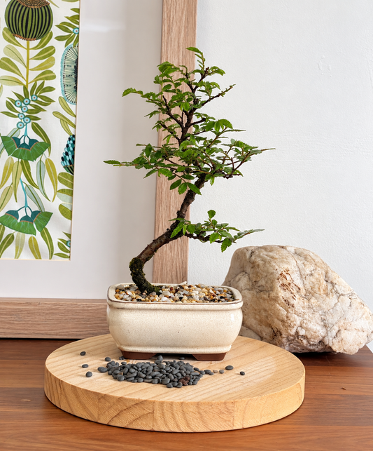 Bonsai - Chinese Elm - Remi - 30cm