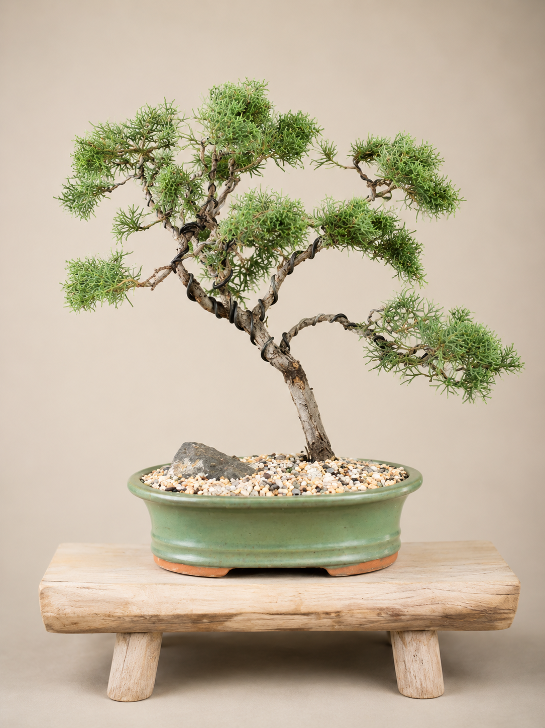 Bonsai - Juniper - Patty - 40cm