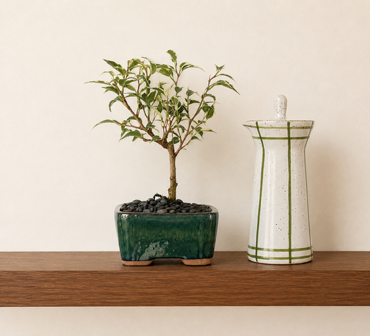 Bonsai - Ficus Benjamina - Alana - 22cm