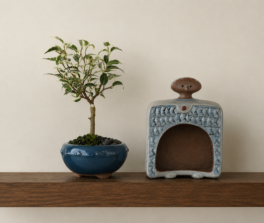 Bonsai - Ficus Benjamina - Rupert - 22cm