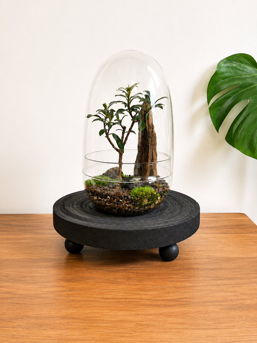 Ficus Benjamina Bonsai Terrarium - Capsule  - 24cm