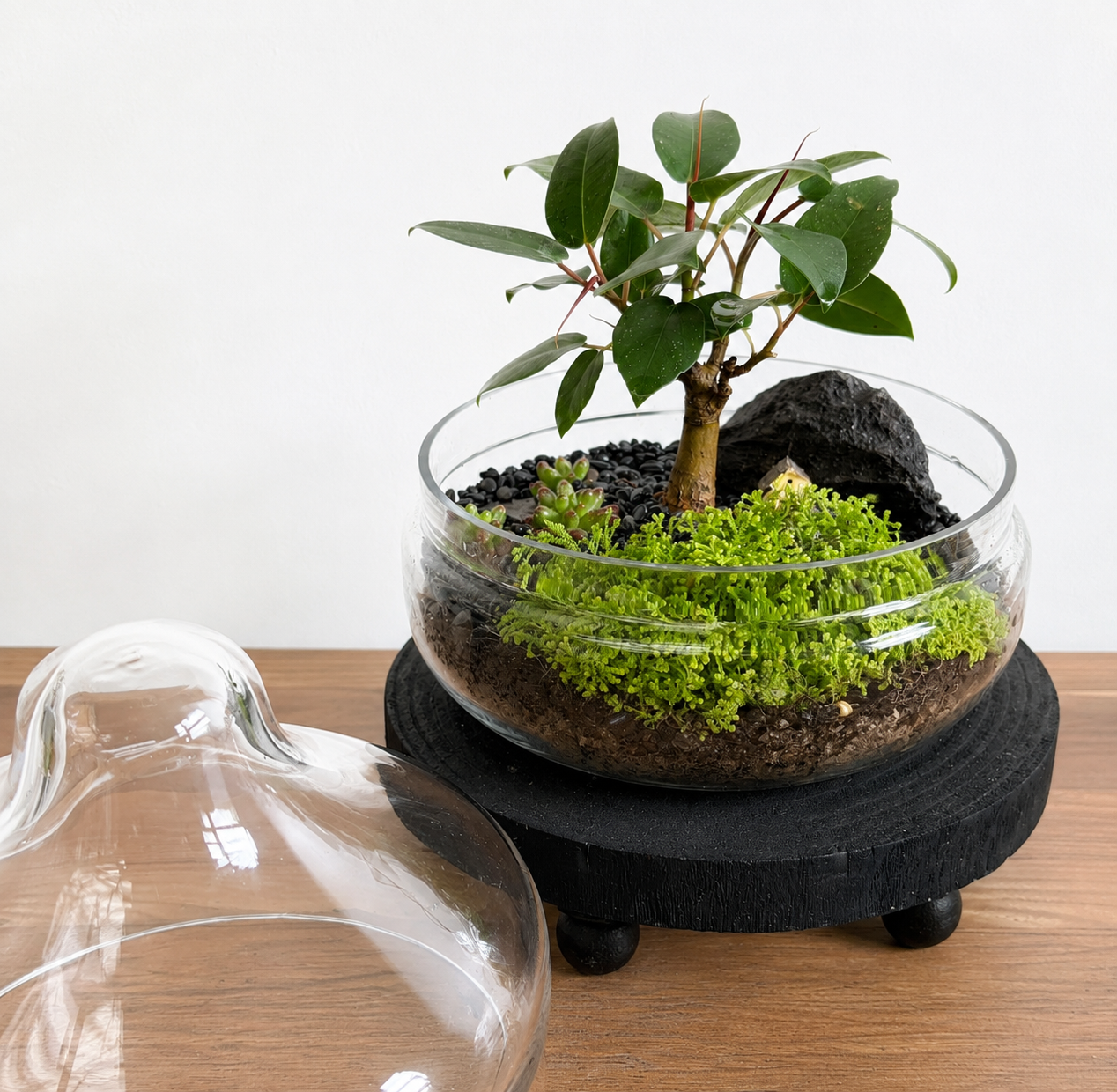Port Jackson Fig Bonsai Terrarium - Dome  - 26cm