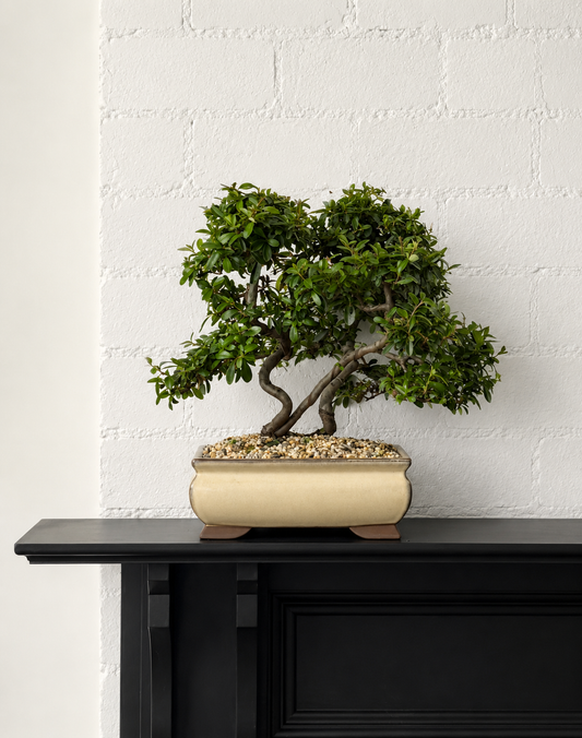 Bonsai - Pyracantha - Nellie - 44cm