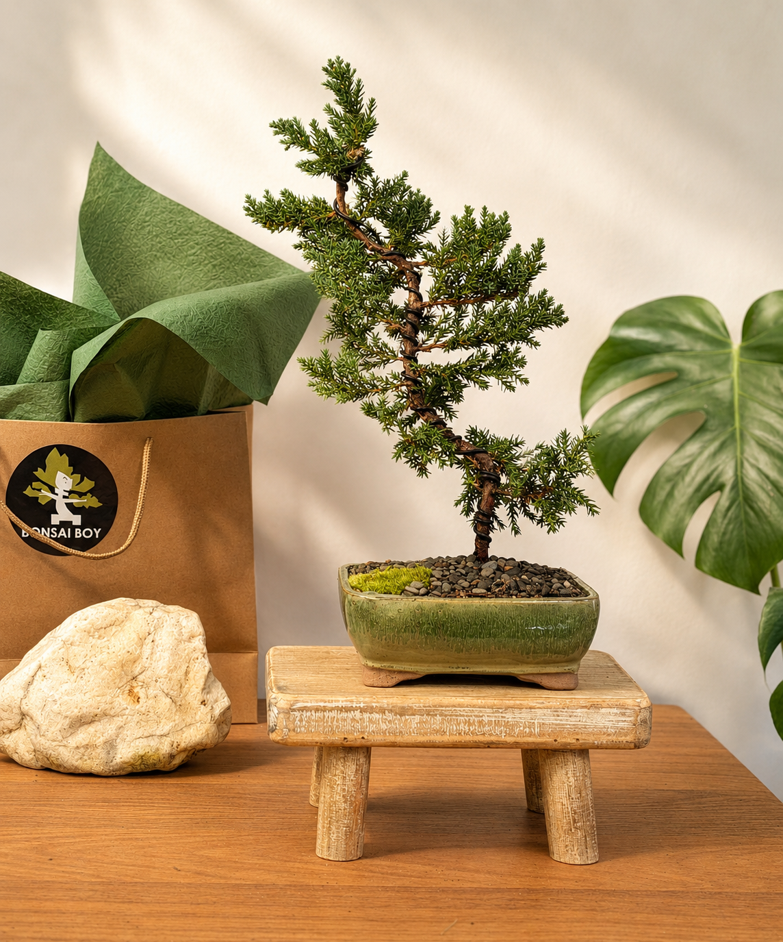 Bonsai - Juniper - Hailey - 33cm