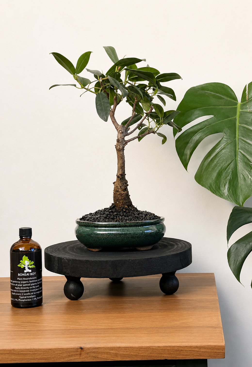 Bonsai - Port Jackson Fig - Reece - 28cm