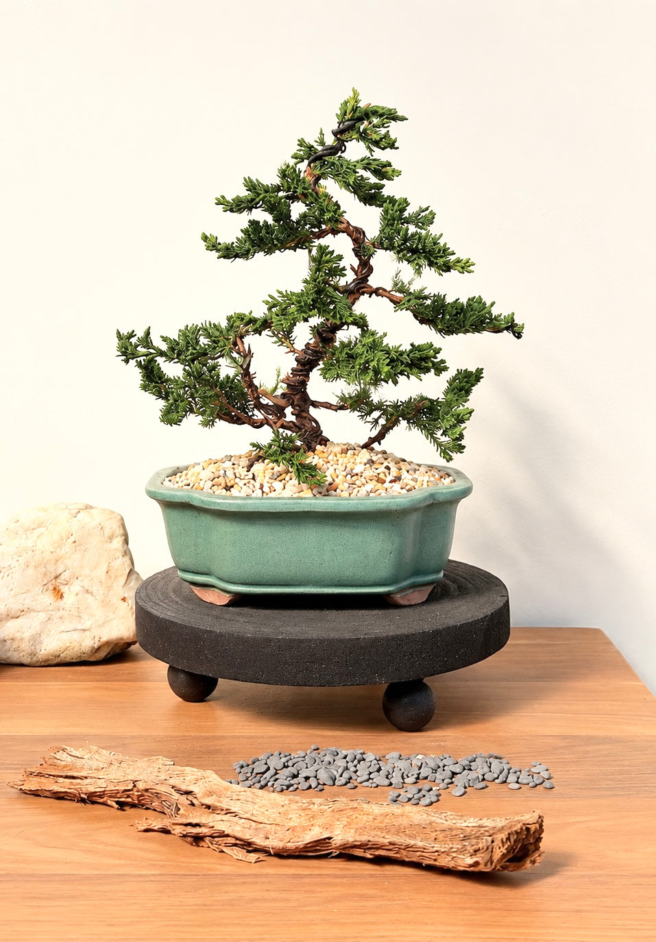Bonsai - Juniper - Freddie - 30cm