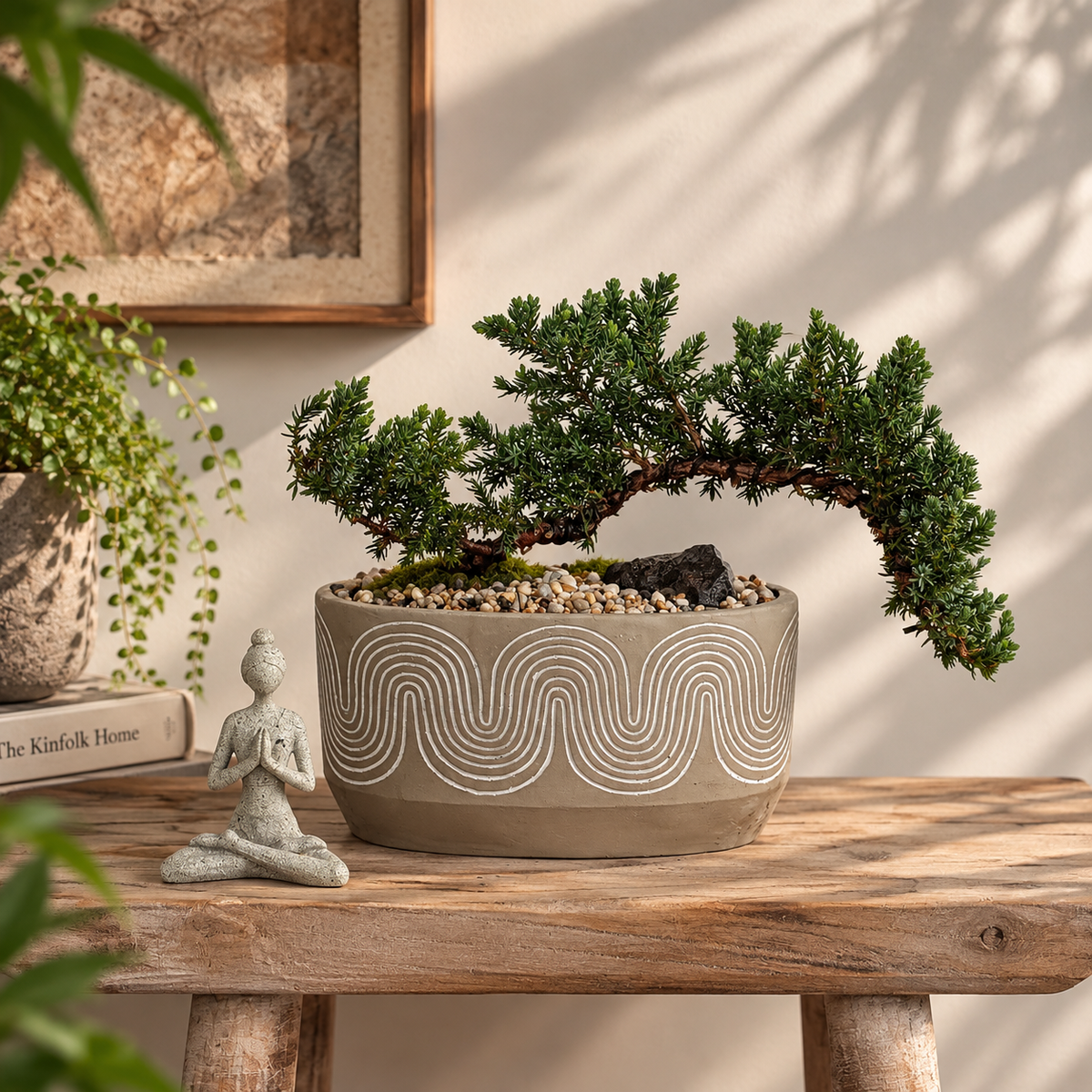 Bonsai - Juniper - Jeanie  - 23cm