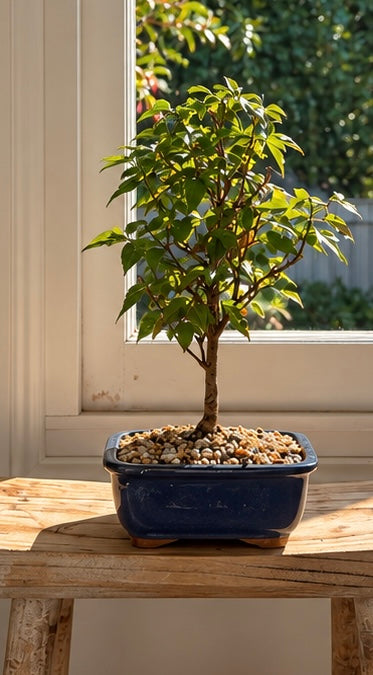 Bonsai - Maple - Libby - 43cm