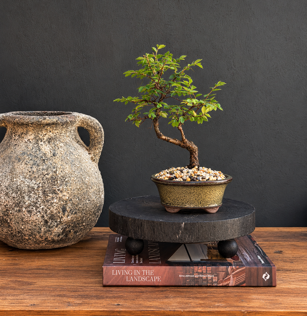 Bonsai - Chinese Elm - Riki - 27cm