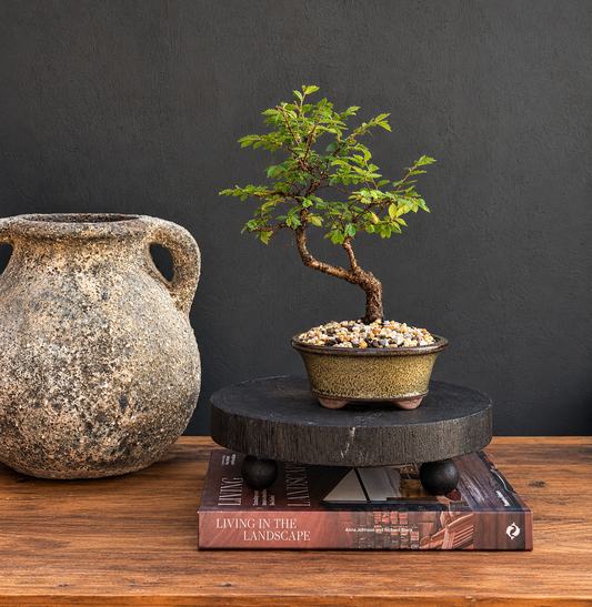 Bonsai - Chinese Elm - Riki - 27cm