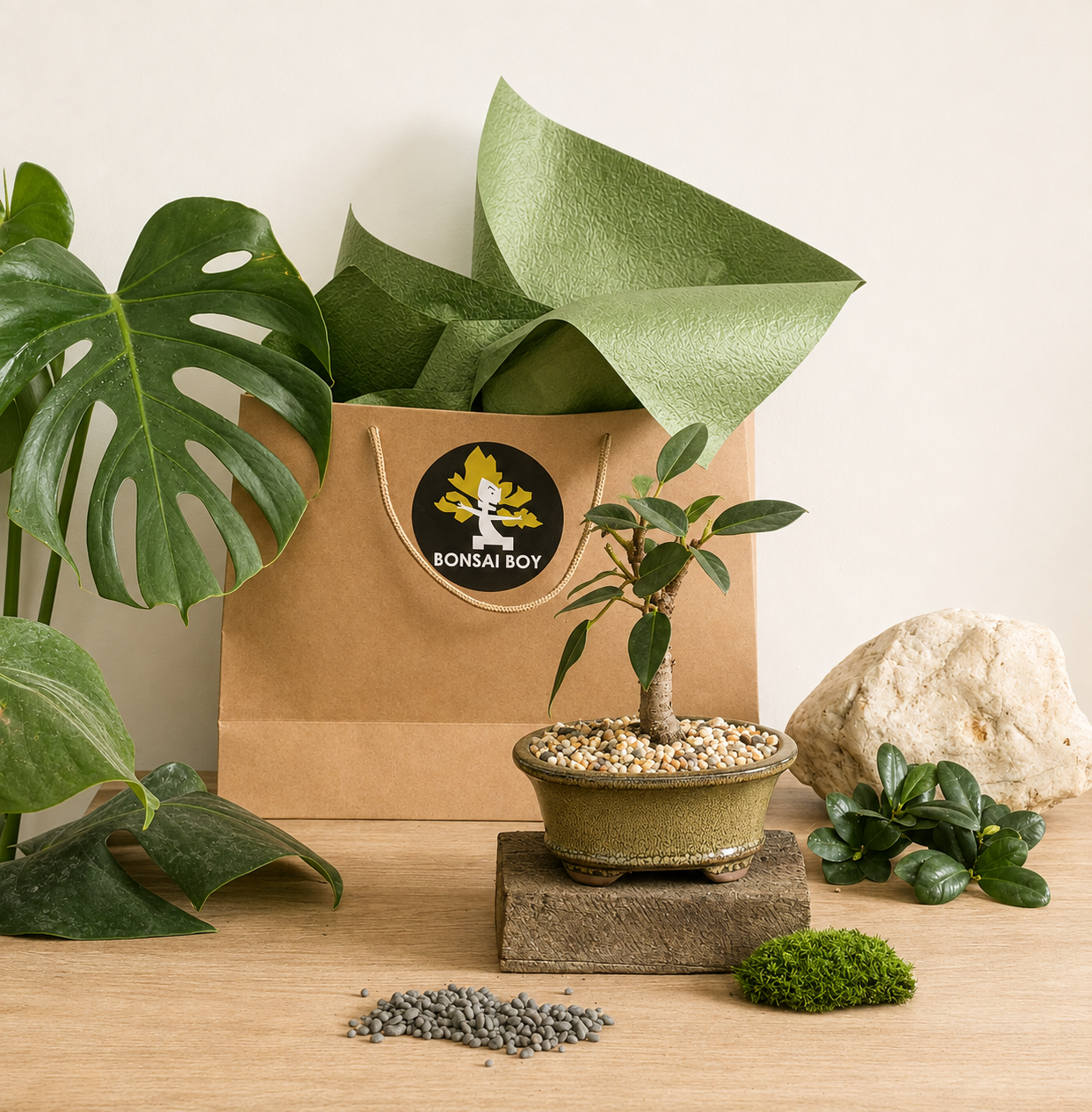 Bonsai - Port Jackson Fig - Belle - 23cm