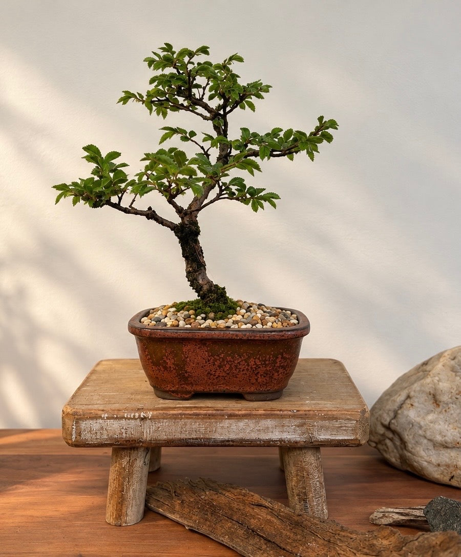 Bonsai - Chinese Elm - Maree - 26 cm
