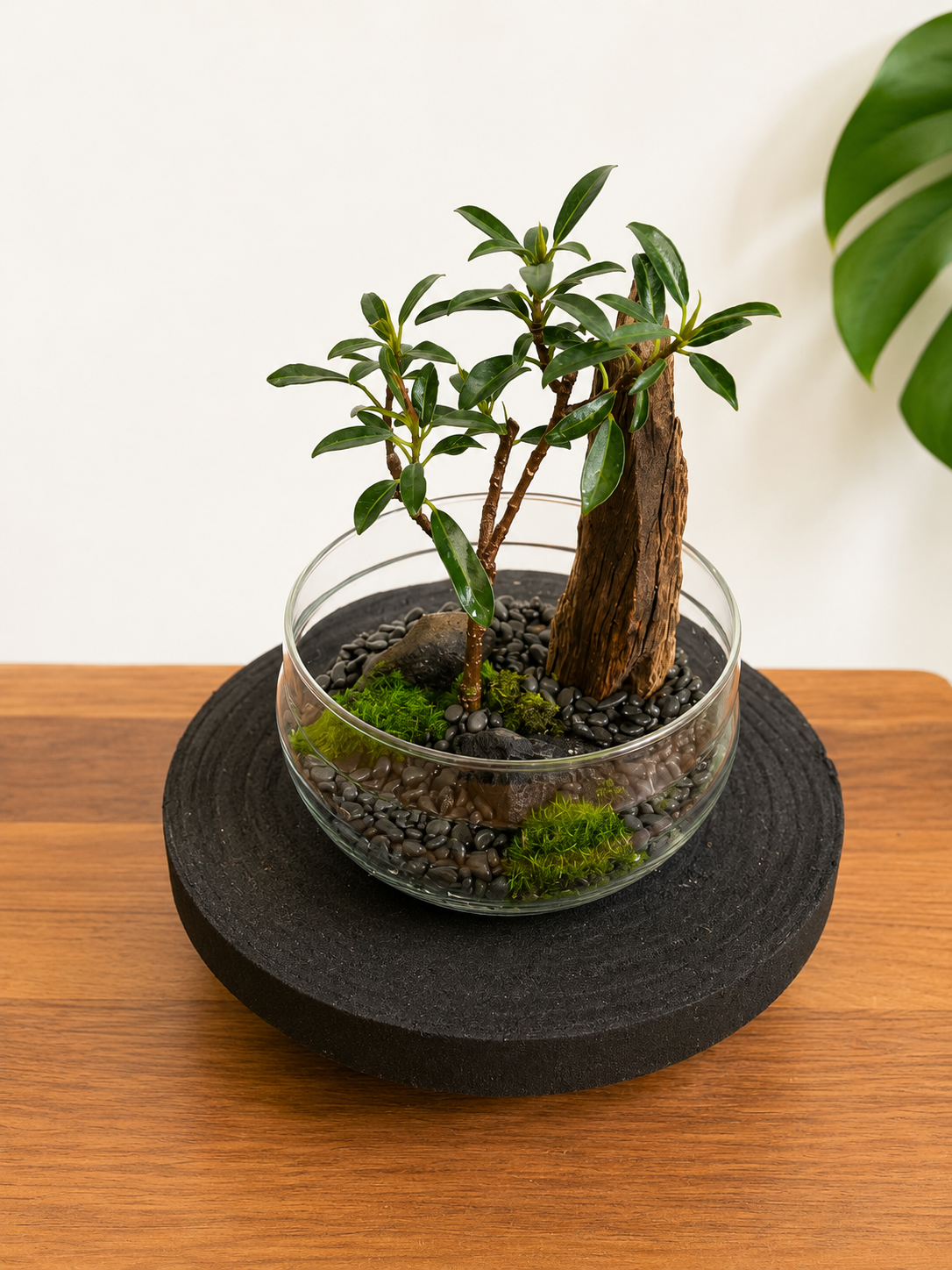Ficus Benjamina Bonsai Terrarium - Capsule  - 24cm