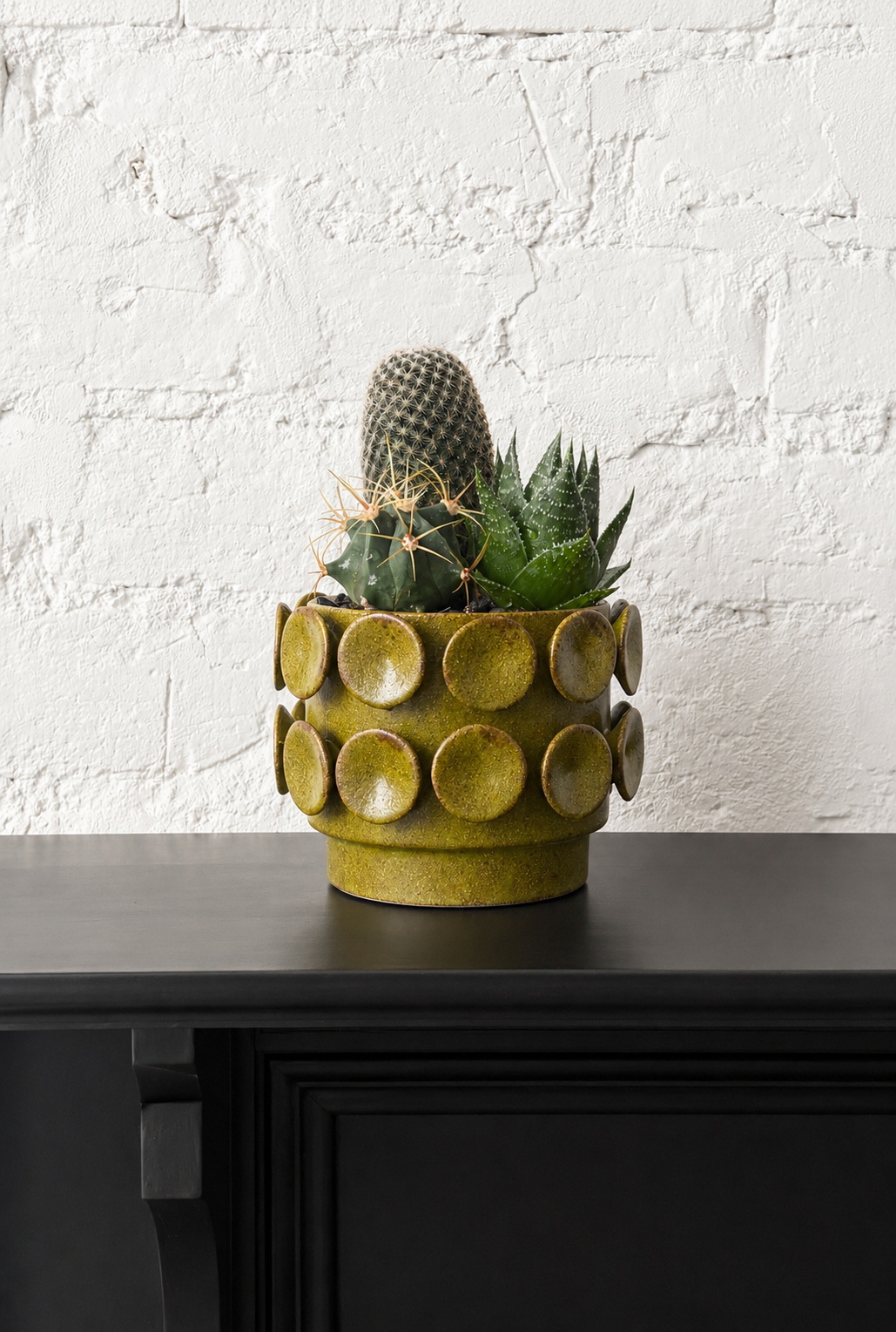 Cactus Dish in Perry planter