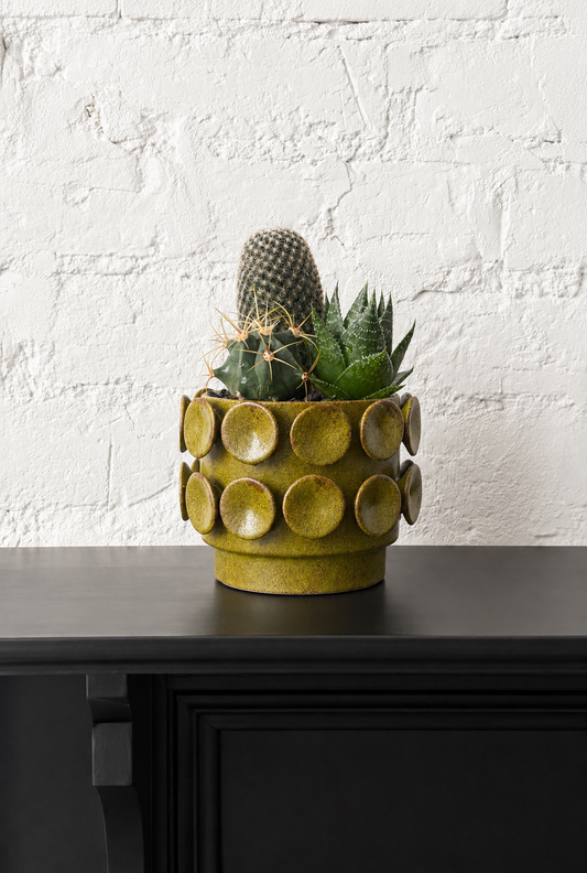 Cactus Dish in Perry planter
