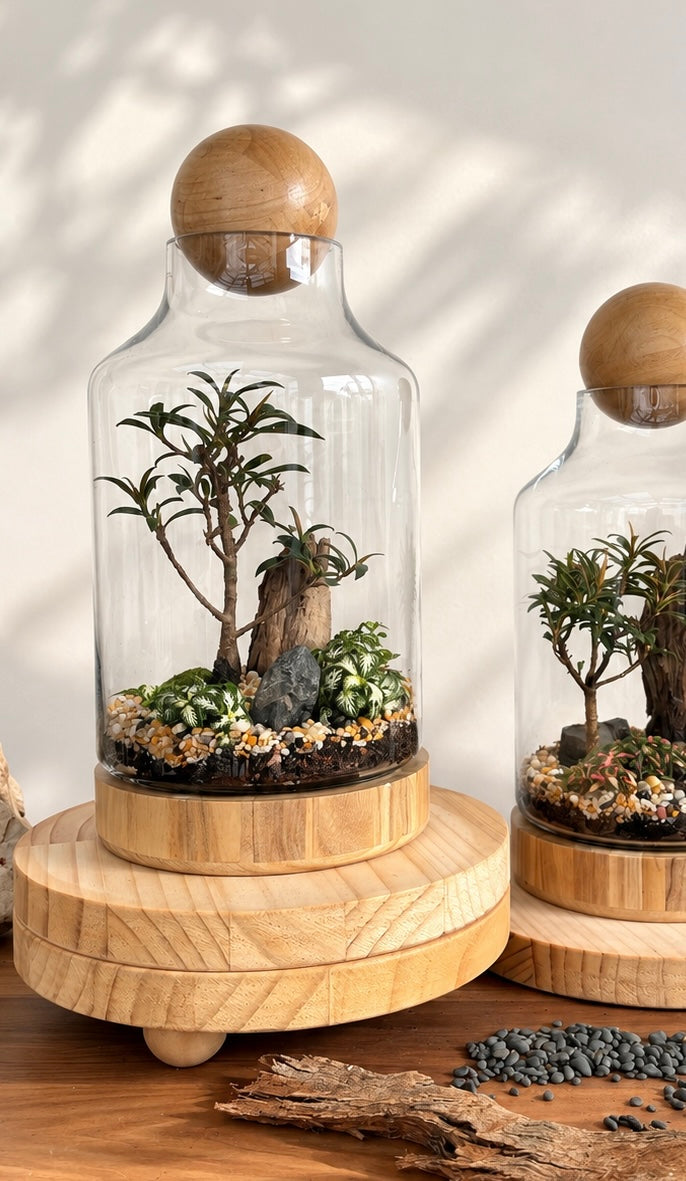 Little Ruby Fig Bonsai Terrarium - Woodland Forrest- 35cm
