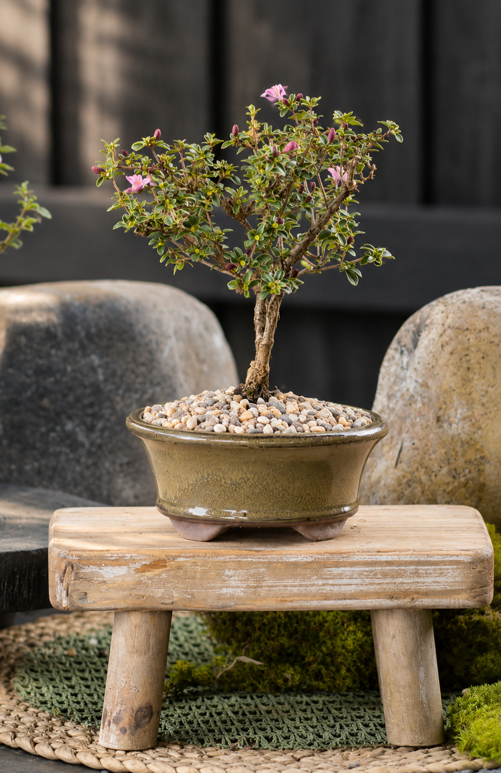 Bonsai - Serissa - Flowering - Henry - 21cm