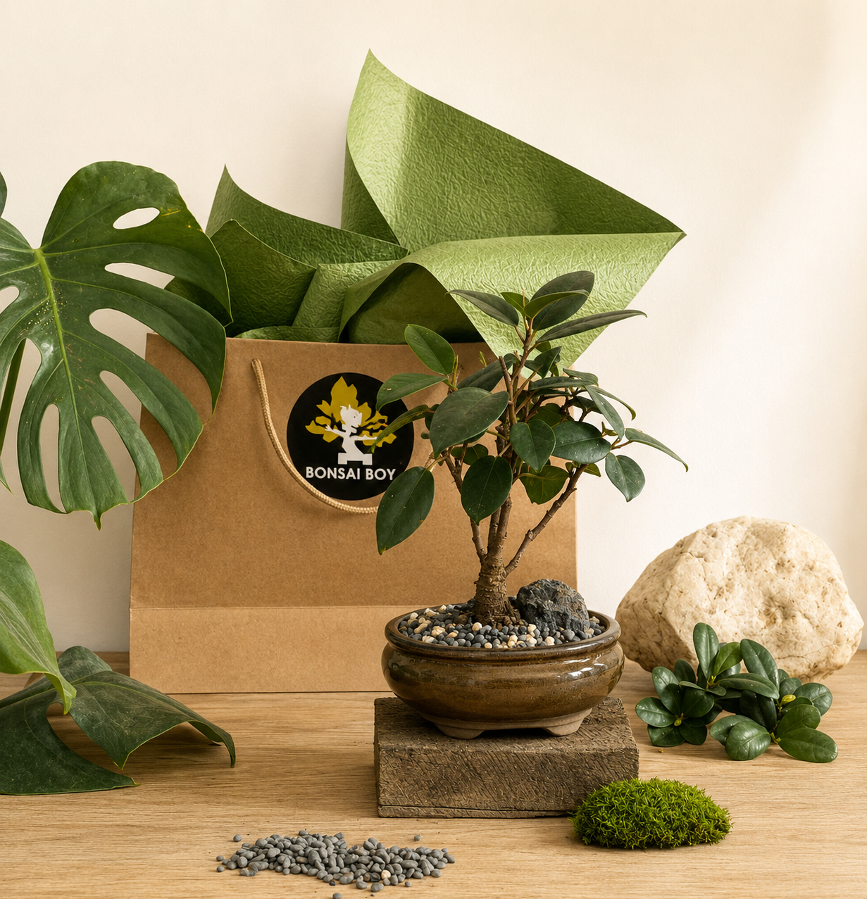 Bonsai - Port Jackson Fig - Matilda - 23cm