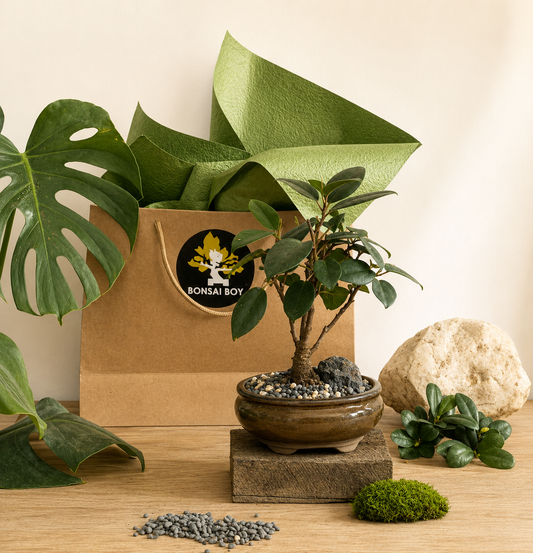 Bonsai - Port Jackson Fig - Matilda - 23cm