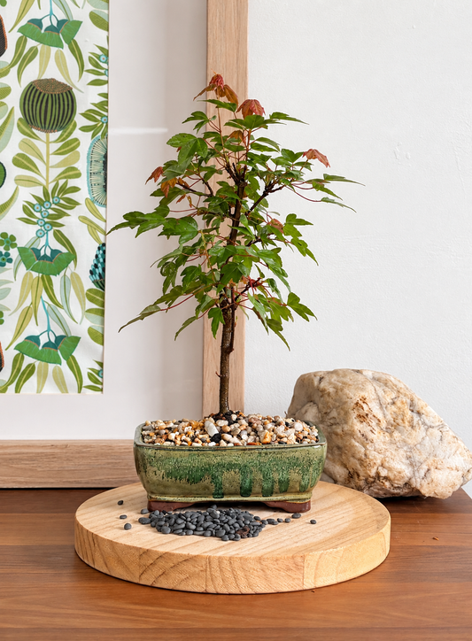 Bonsai - Trident  Maple - Denver - 30 cm