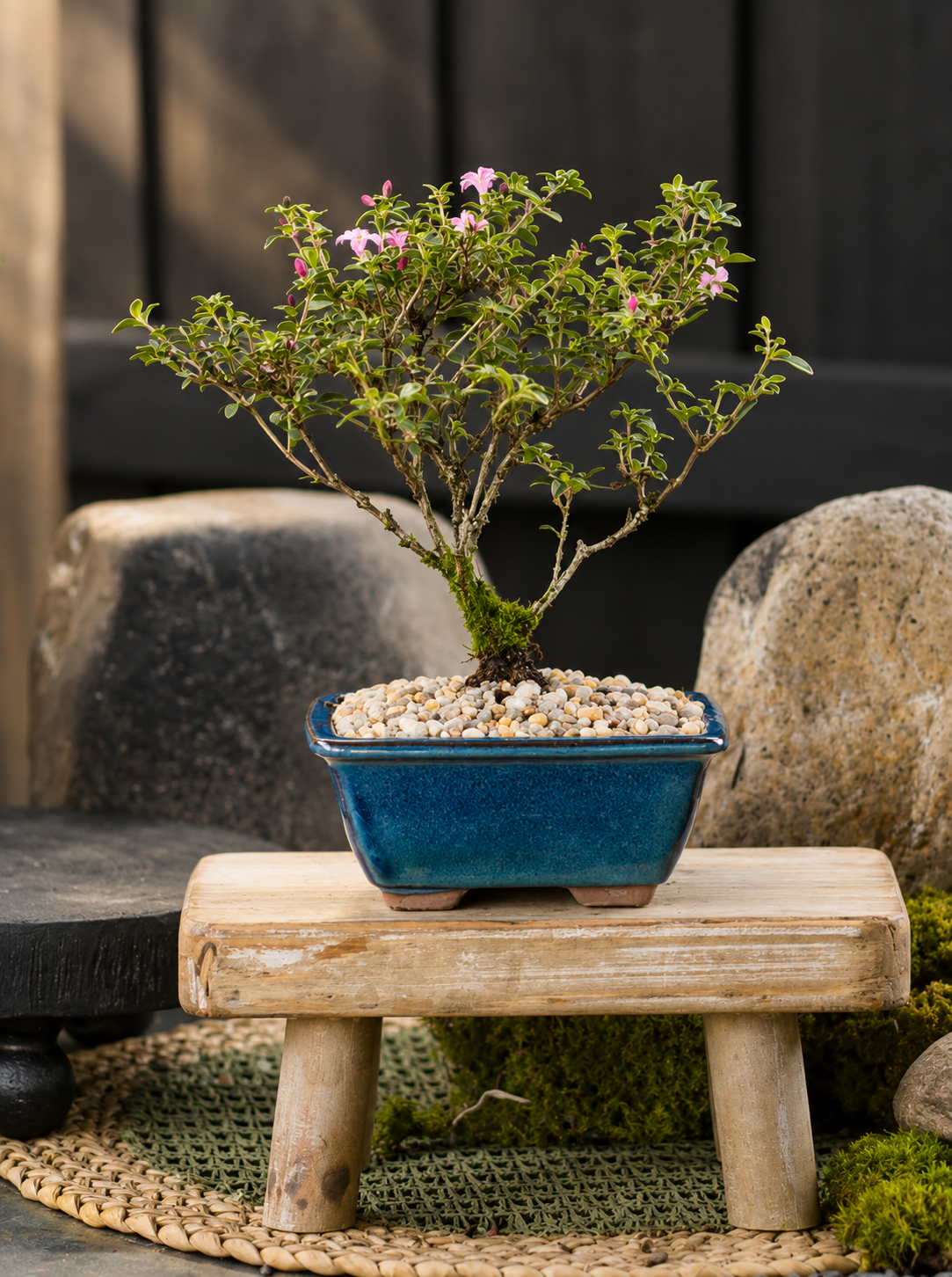 Bonsai - Serissa - Flowering - Alana - 21cm