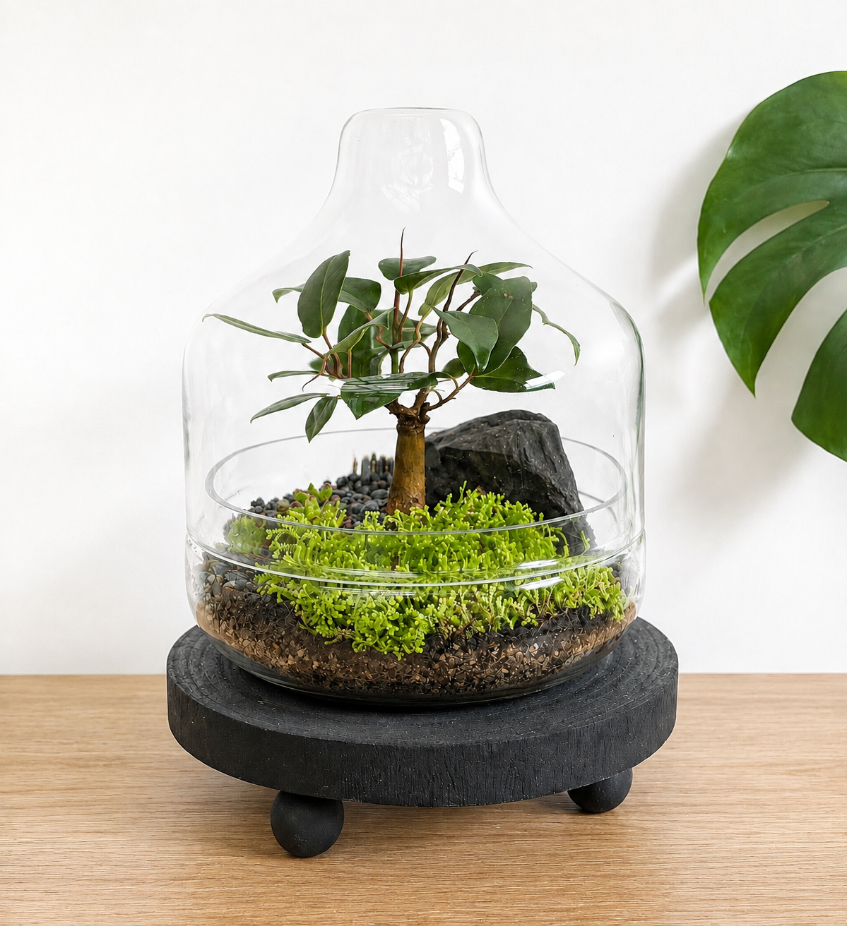 Port Jackson Fig Bonsai Terrarium - Dome  - 26cm