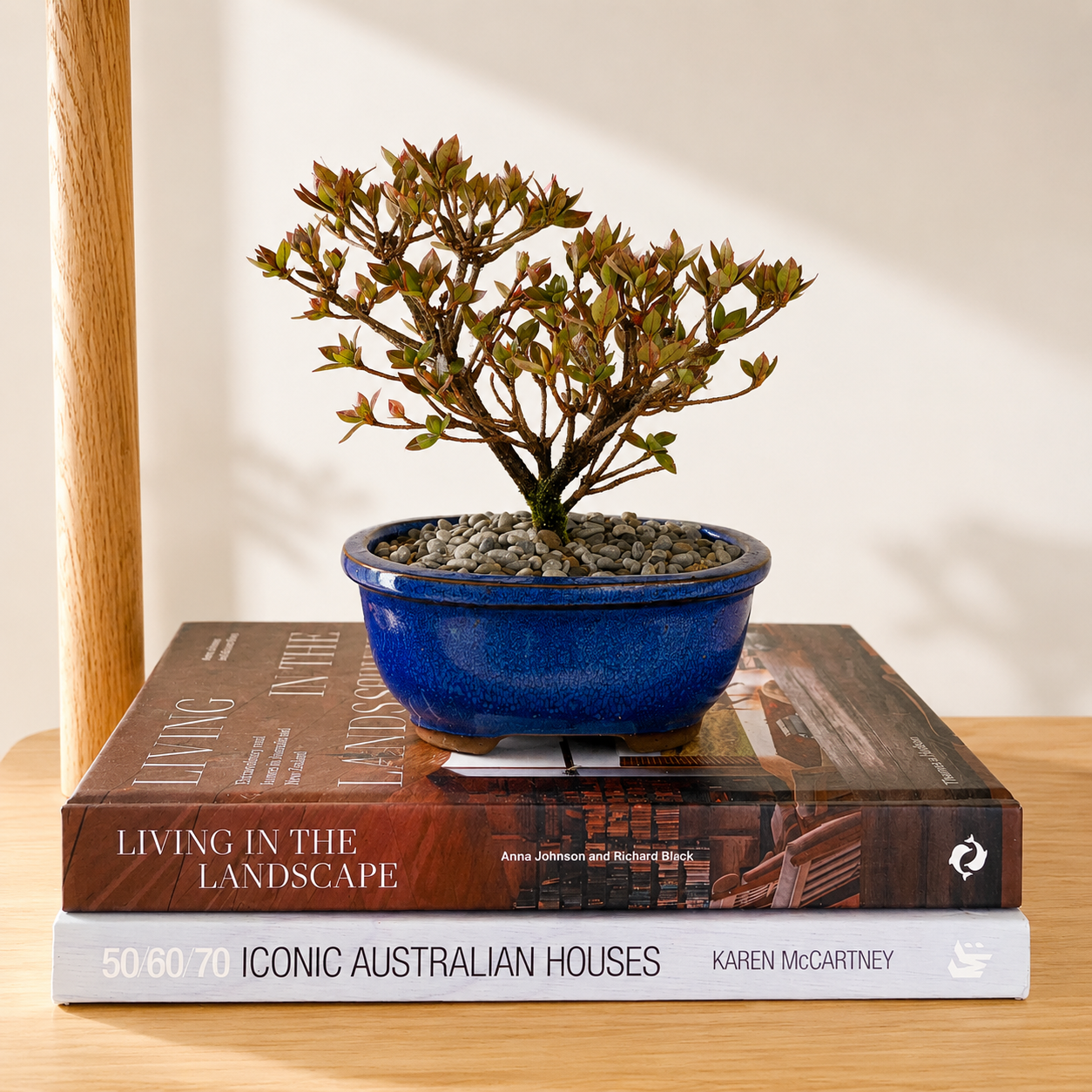 Bonsai - Azalea - Oliver - 18cm
