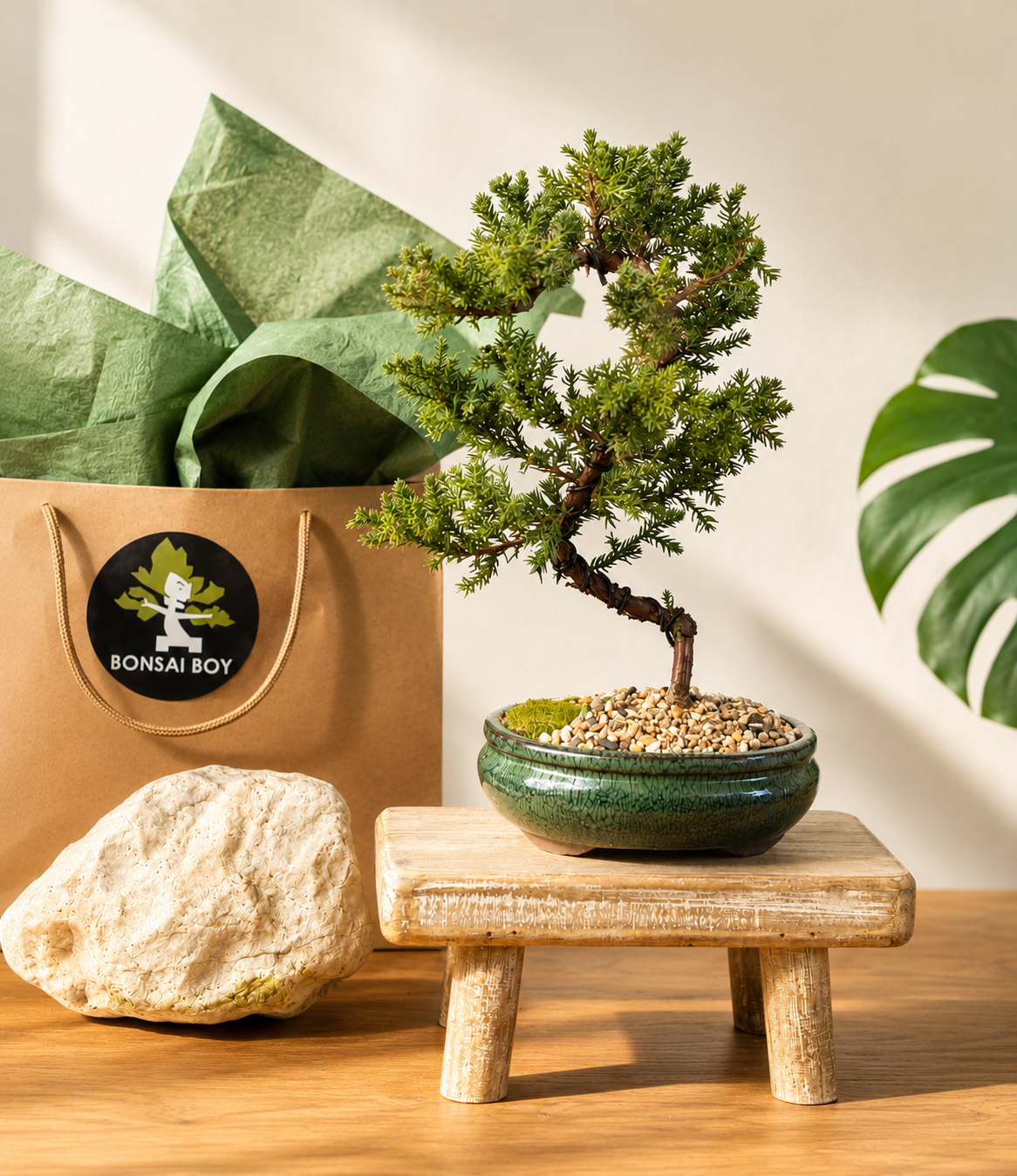 Bonsai - Juniper - June - 33cm