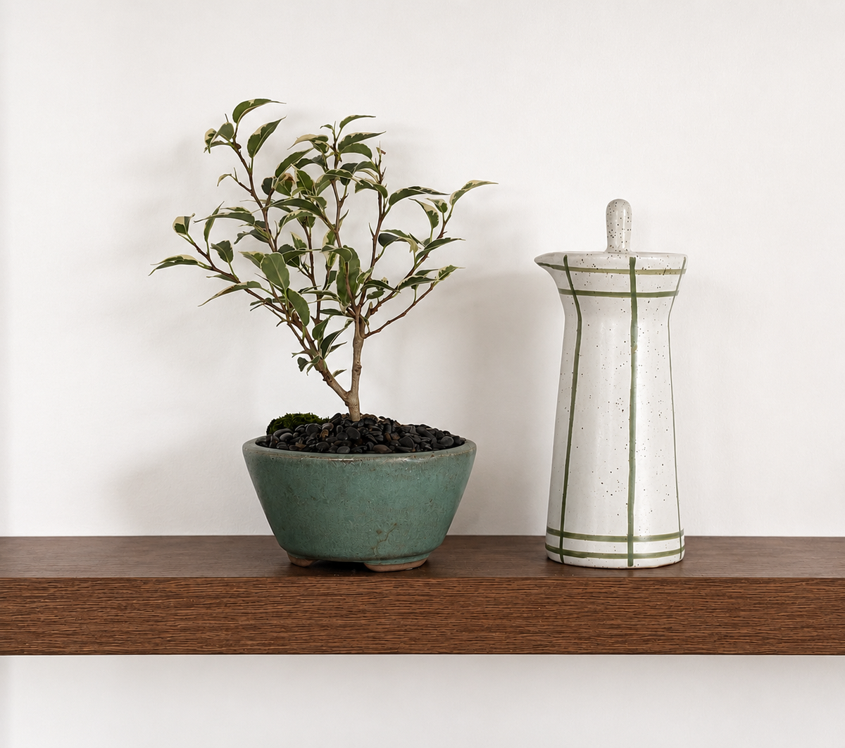 Bonsai - Ficus Benjamina - Lola - 22cm