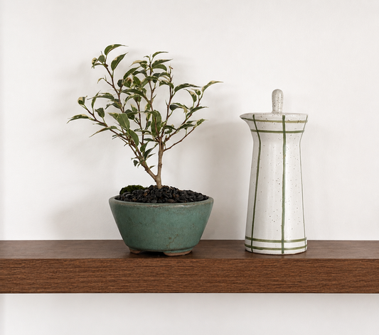 Bonsai - Ficus Benjamina - Lola - 22cm