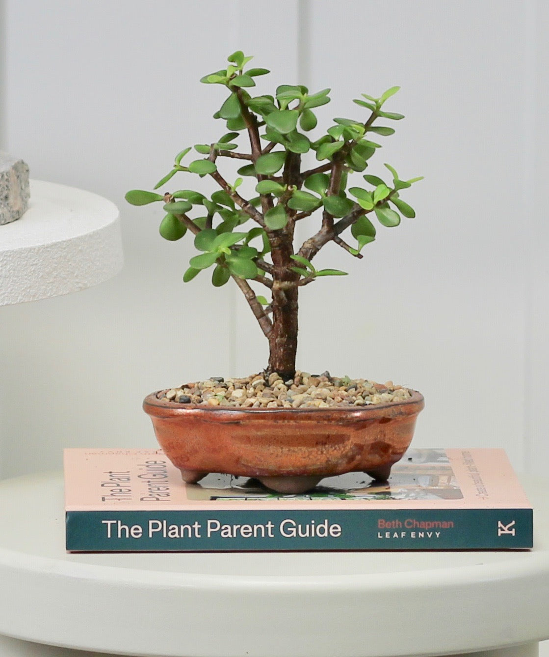 Crassula - Bronze Planter