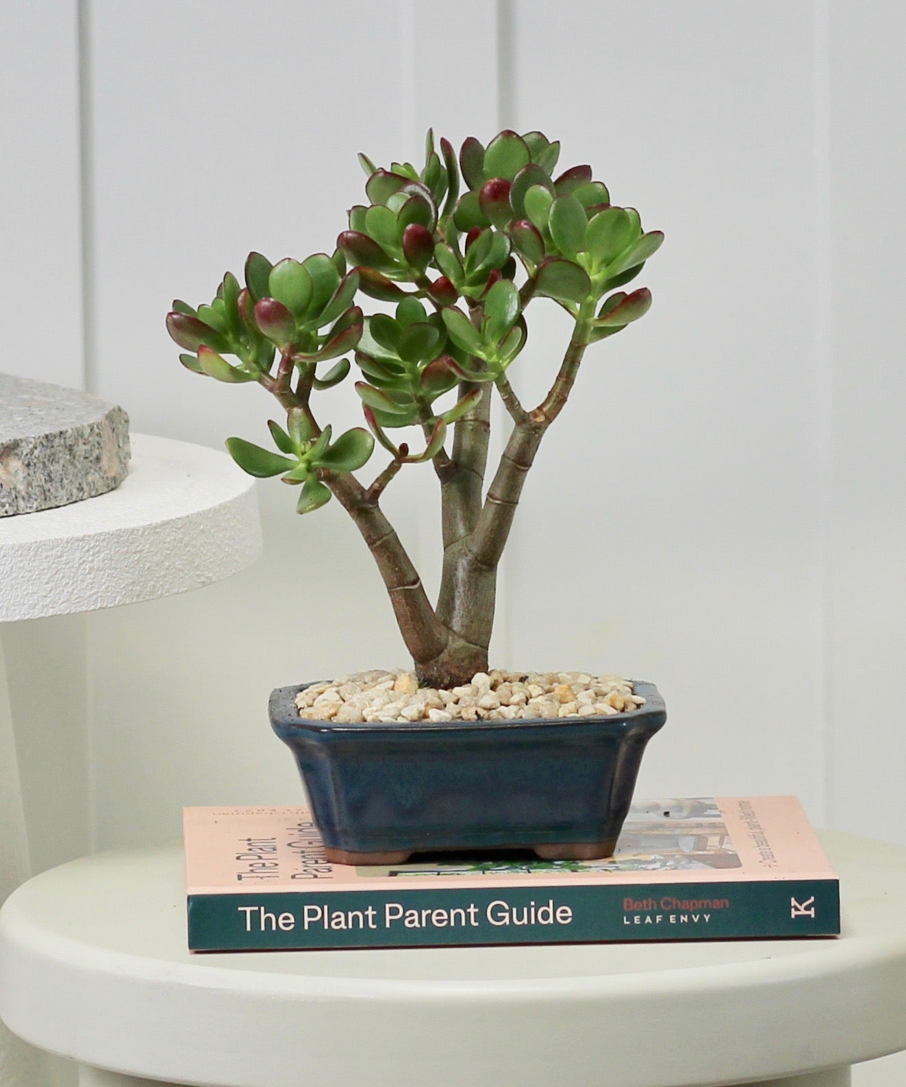 Bonsai - Crassula Ovata - Manus - 25cm