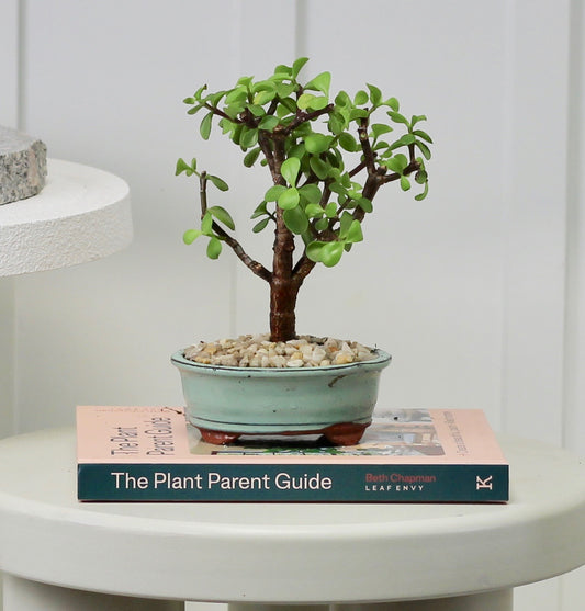 Bonsai - Crassula Ovata - Rick - 22cm