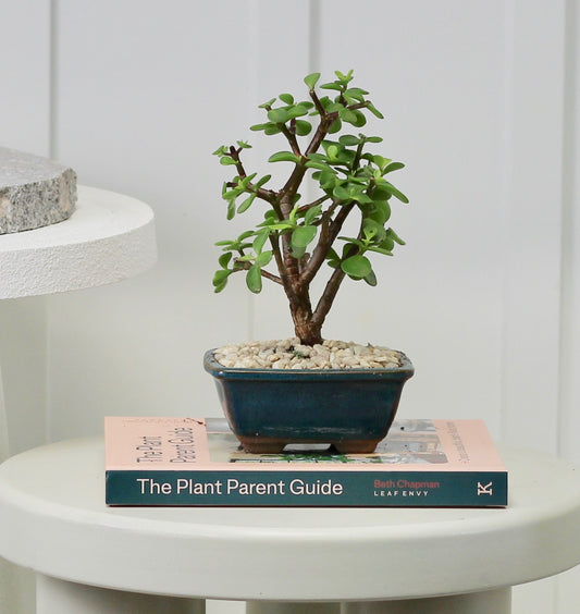 Bonsai - Crassula Ovata - Mitch- 22cm