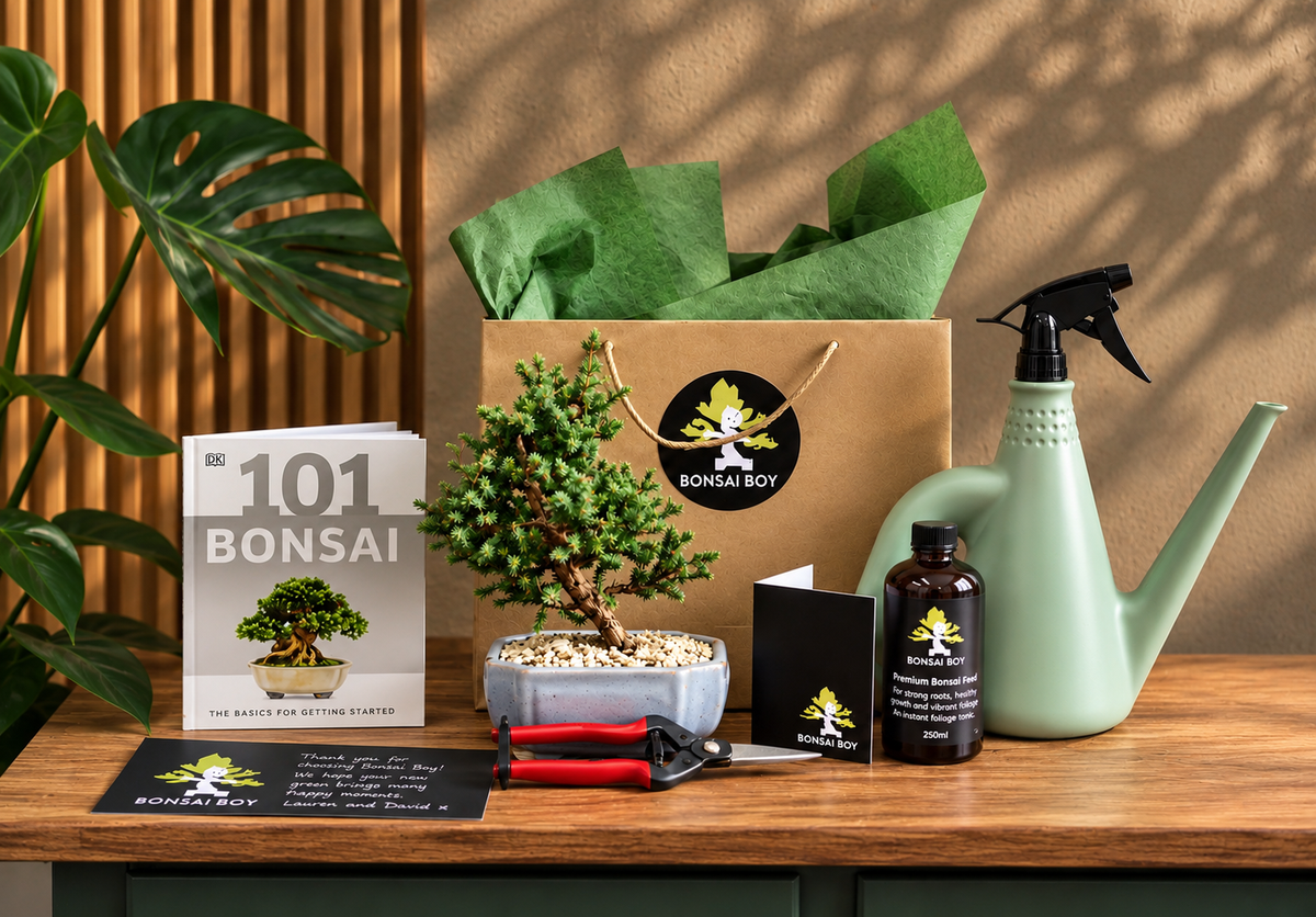 Bonsai Starter Kit- Juniper - 20cm