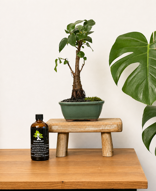 Bonsai - Port Jackson Fig - Maggie - 28cm