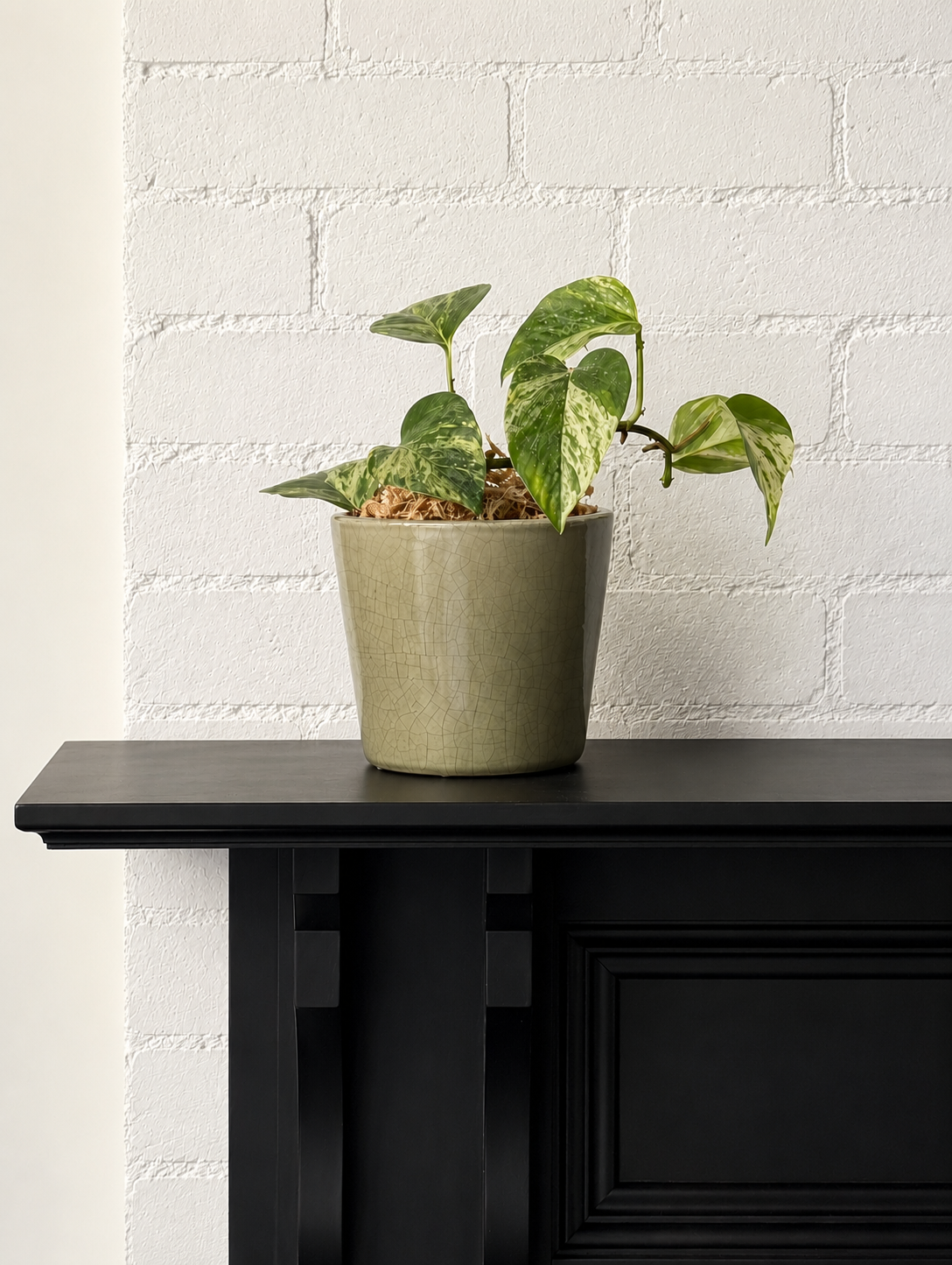 Devil's Ivy Gracie Planter