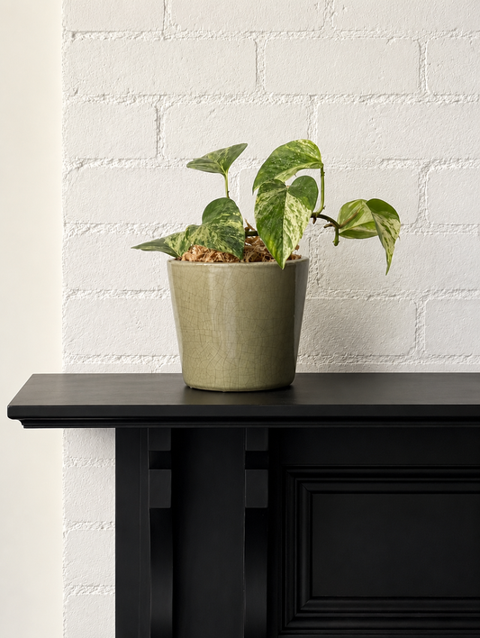 Devil's Ivy Gracie Planter