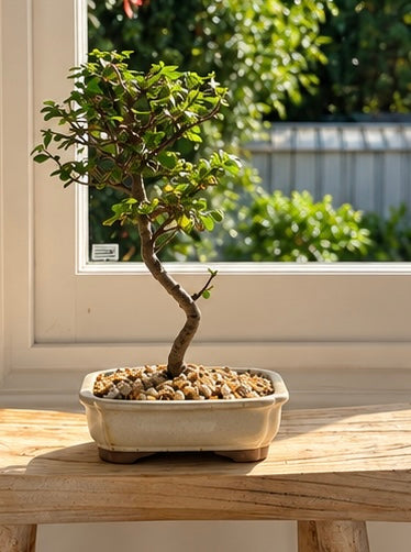Bonsai - Chinese Elm - Carma - 27cm