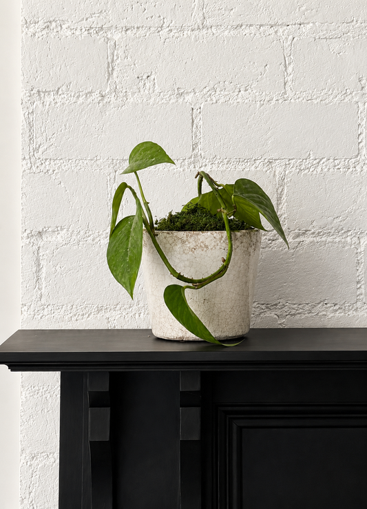 Devil's Ivy Cloud Planter