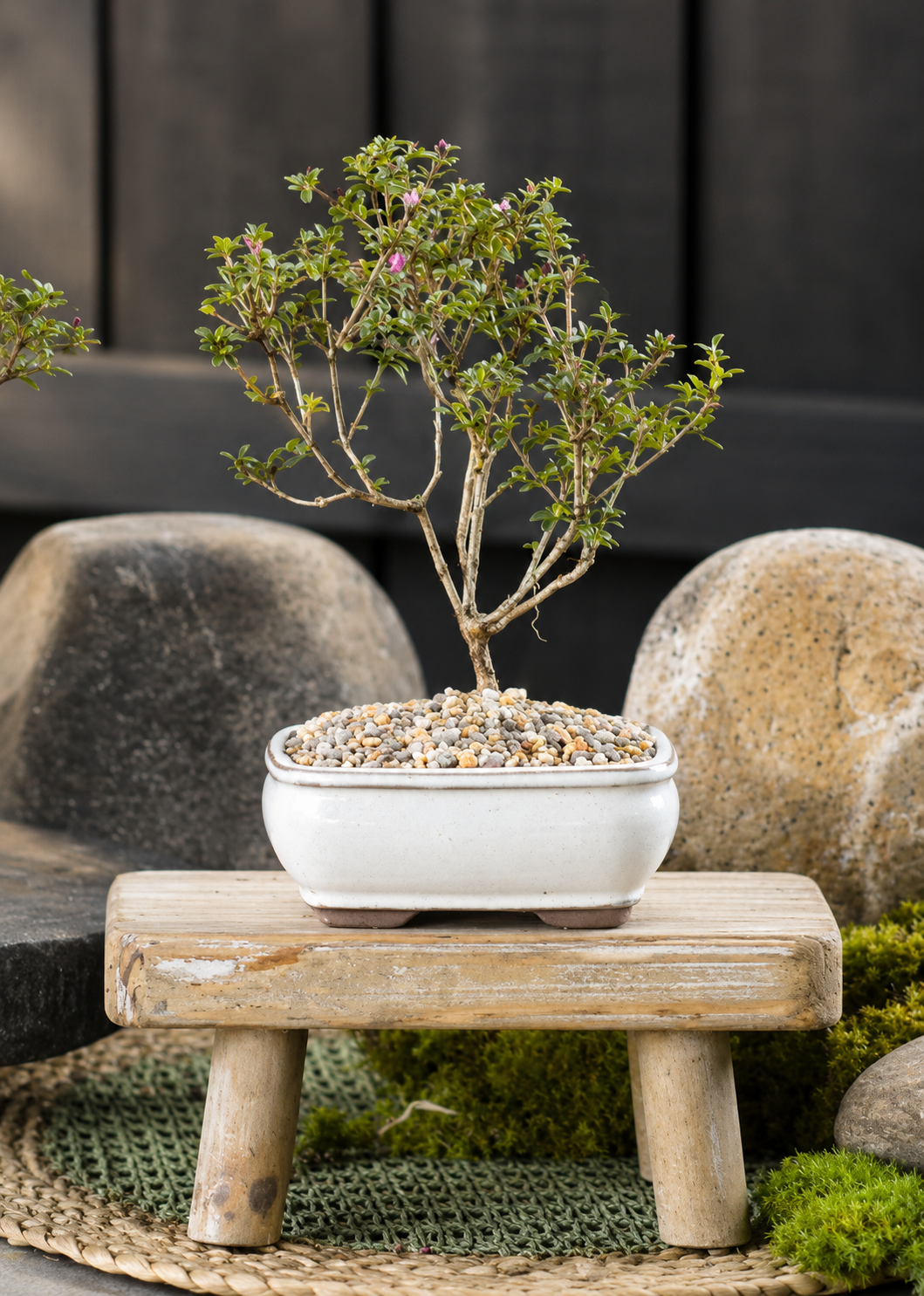 Bonsai - Serissa - Flowering - Frankie - 21cm