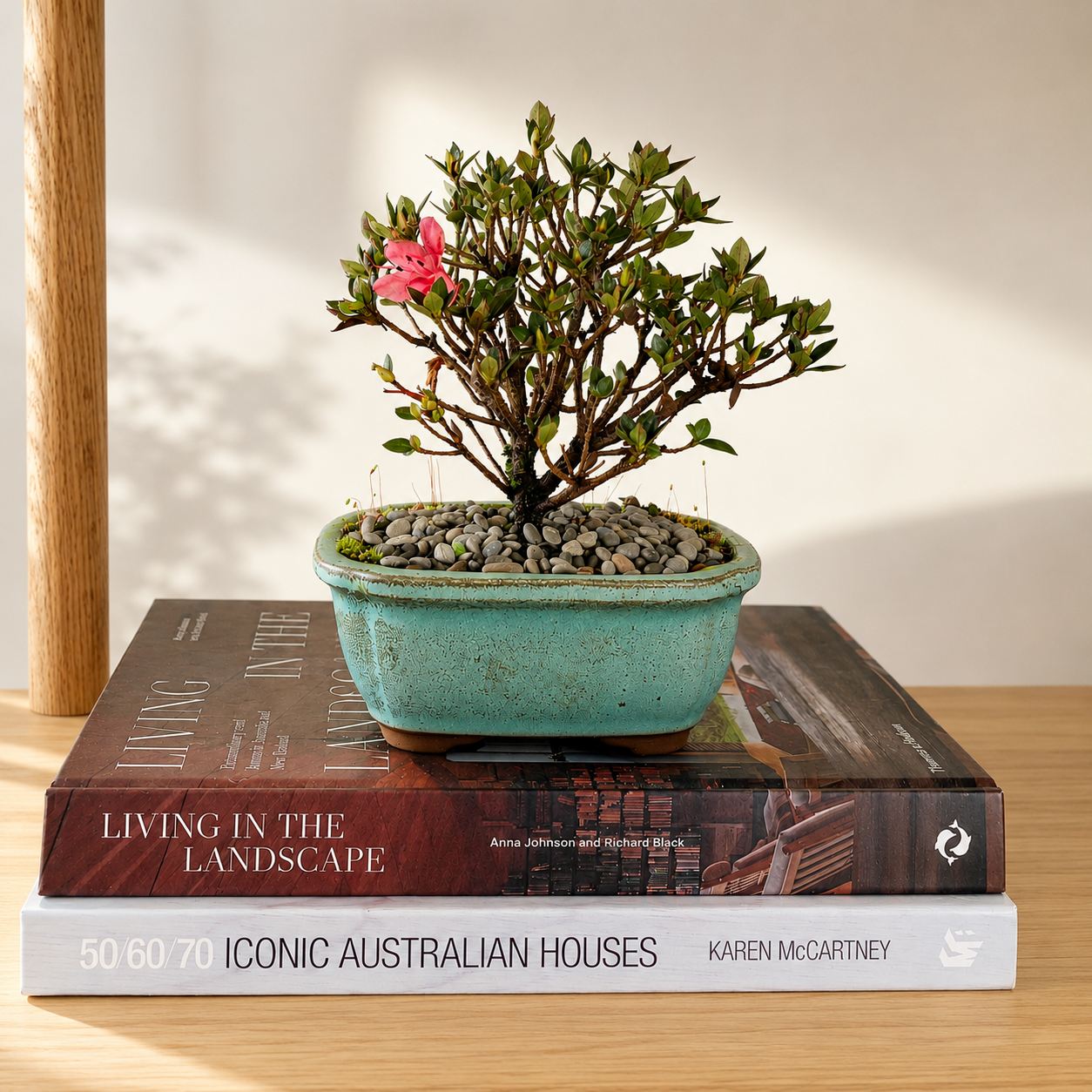 Bonsai - Azalea - Nathan - 18cm