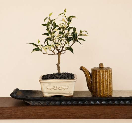 Bonsai - Ficus Benjamina - Fenn - 22cm