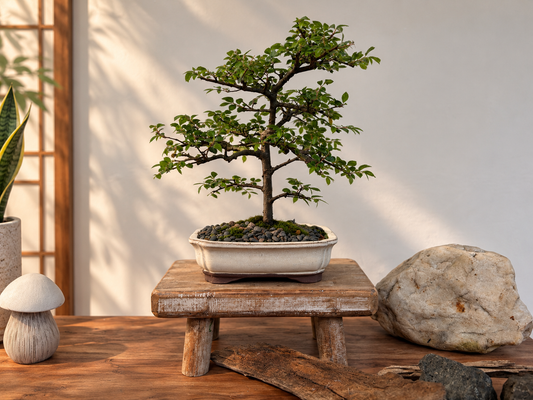 Bonsai - Chinese Elm - Spencer - 28cm