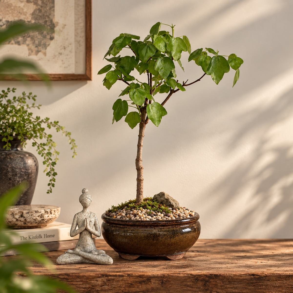 Bonsai - Trident  Maple - Millie - 33cm