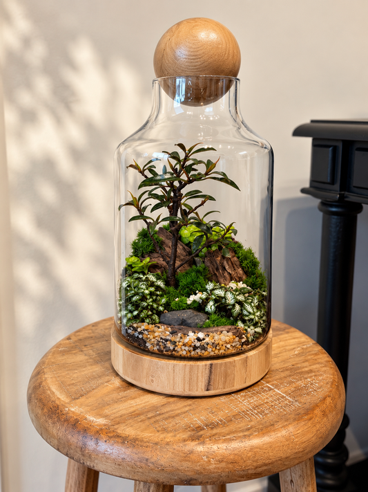 Little Ruby Fig Bonsai Terrarium - Woodland Forrest- 35cm